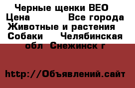 Черные щенки ВЕО › Цена ­ 5 000 - Все города Животные и растения » Собаки   . Челябинская обл.,Снежинск г.